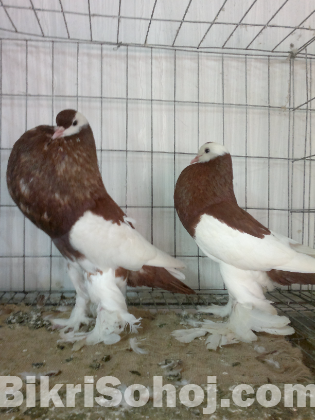 Red magpie pouter running pair